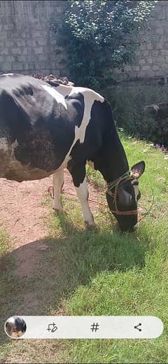 frisian cow for sale 0