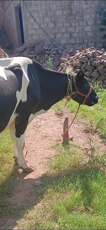 frisian cow for sale 1