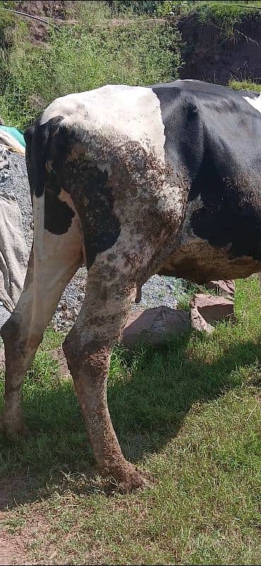 frisian cow for sale 4