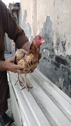 Aseel Murgha and 3 Hens (کڑک ) والی