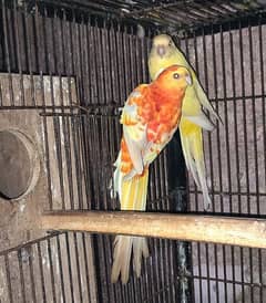 Rump Parrot Pairs /Folding Cages