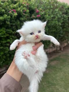 white kittens