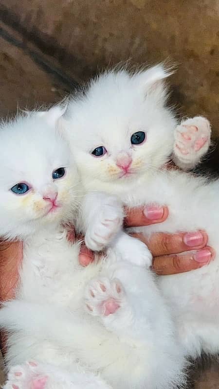 white kittens 1