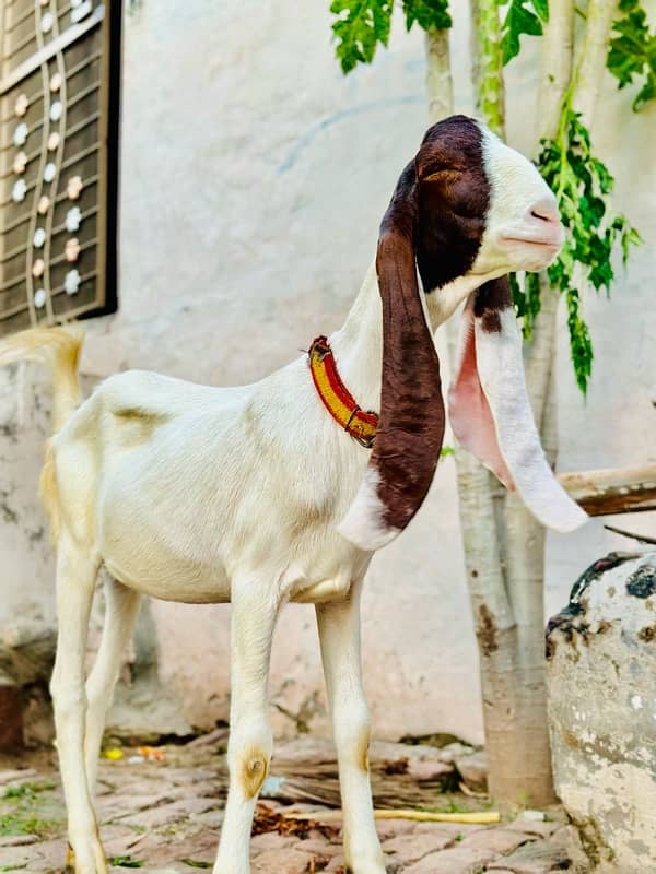 goat nasli path 2