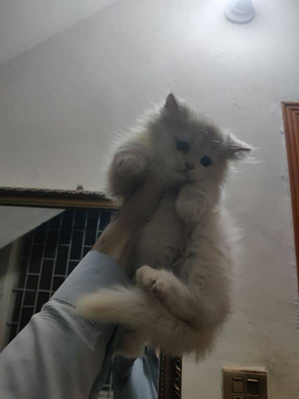 2.5 months kitten triple coated Persian 0