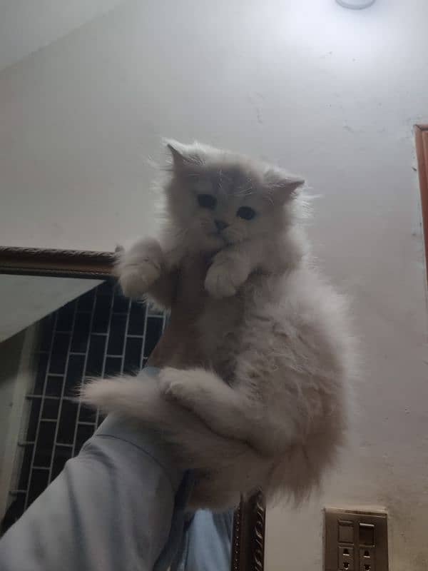 2.5 months kitten triple coated Persian 3