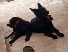 pair of German shepherd, 6 month dogs