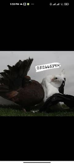 Indian fantai pigeons sale