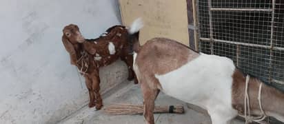 Bakra and bakri