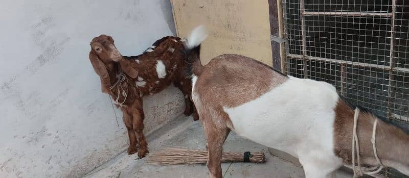 Bakra and bakri 0