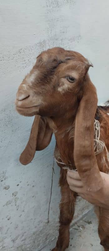 Bakra and bakri 5