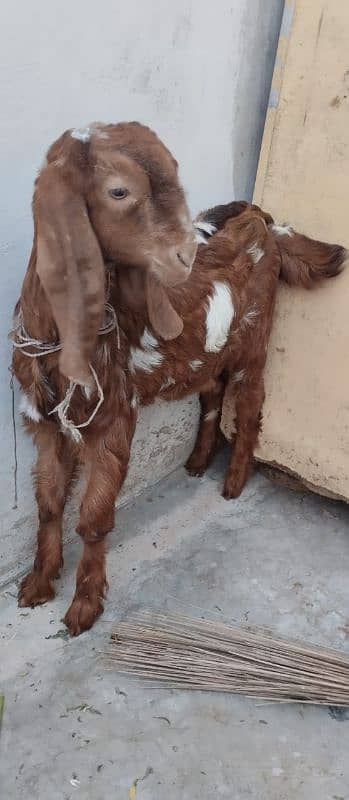 Bakra and bakri 7