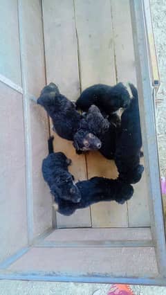 mix breed puppies of German shepherd and Alaskan in black are for sale