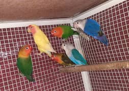 LOVE BIRD BREEDERS PAIRS 0