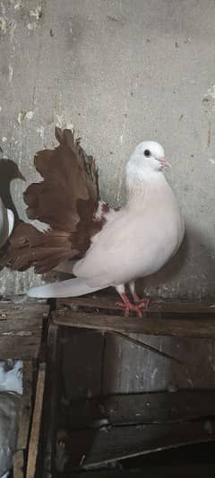 Fancy Pigeon Breeder Pair