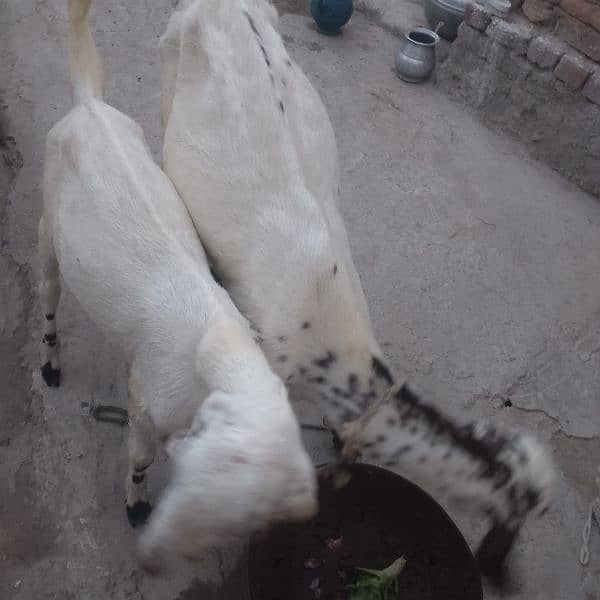 Goat's male and female 0