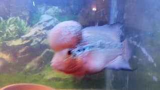 Adult Breeder Flowerhorn Male For Sale