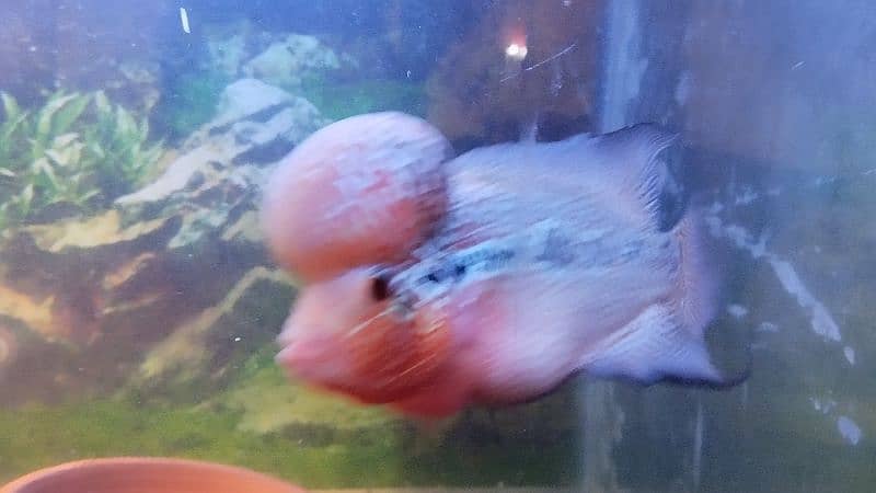 Adult Breeder Flowerhorn Male For Sale 0