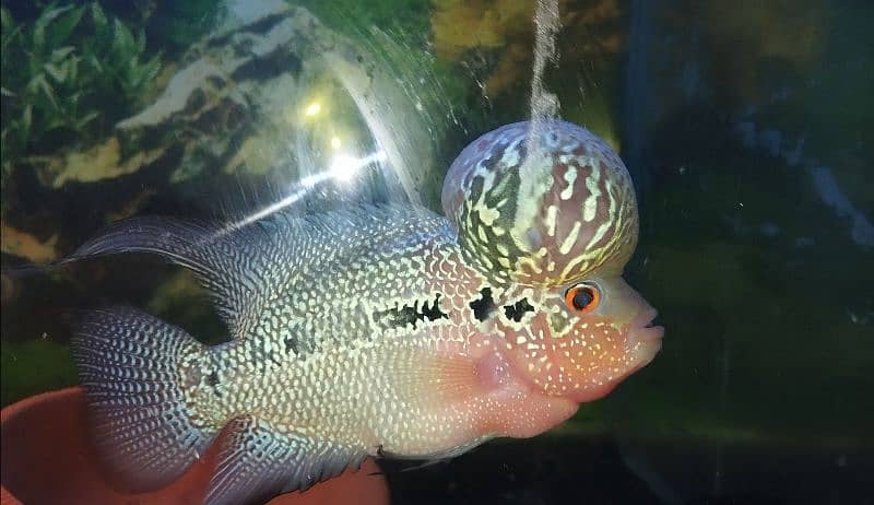 Adult Breeder Flowerhorn Male For Sale 1