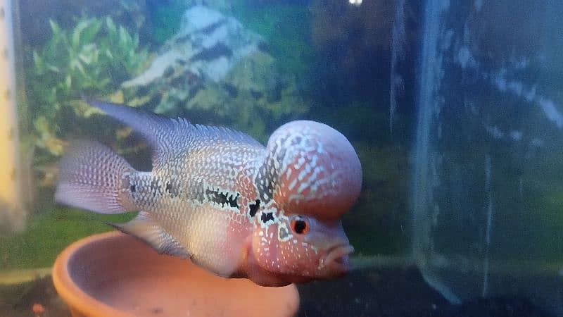 Adult Breeder Flowerhorn Male For Sale 2