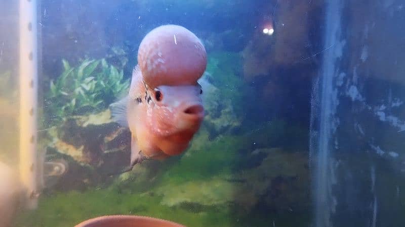 Adult Breeder Flowerhorn Male For Sale 3