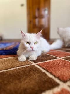 Persian cat