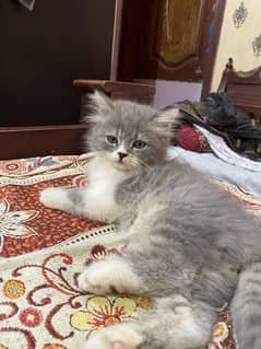 persion Cats Available sami punch face 45 days baby