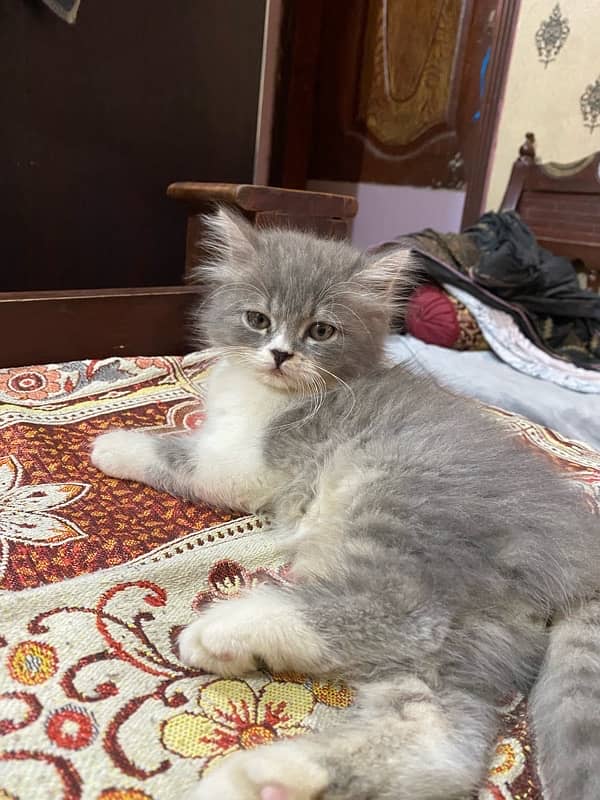 persion Cats Available sami punch face 45 days baby 0