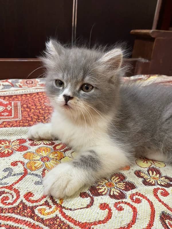 persion Cats Available sami punch face 45 days baby 1