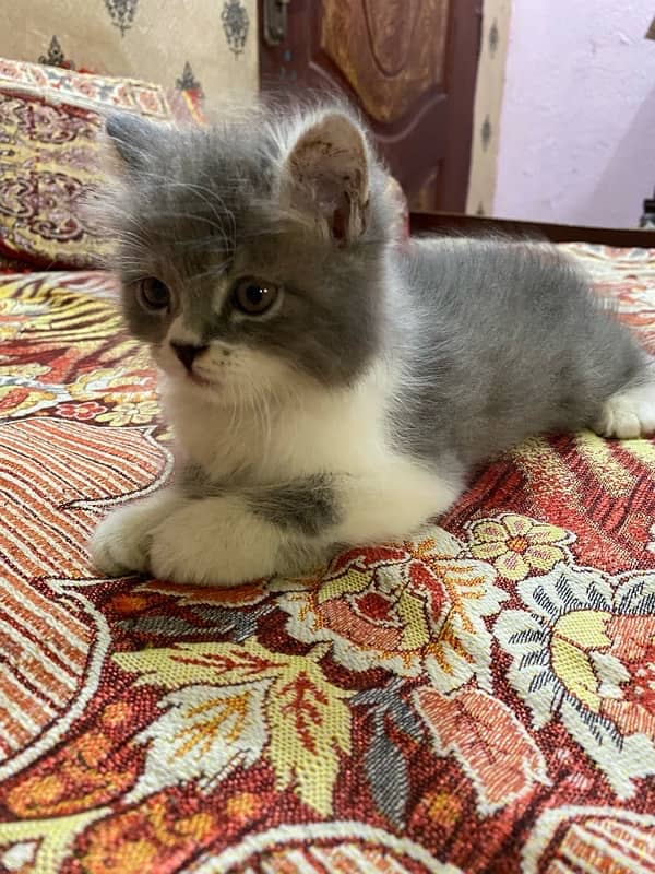 persion Cats Available sami punch face 45 days baby 3