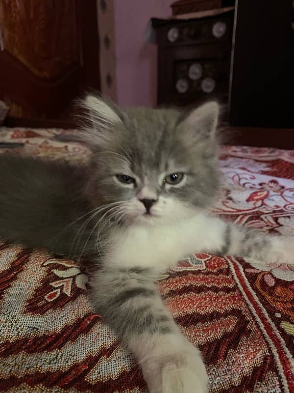 persion Cats Available sami punch face 45 days baby 4