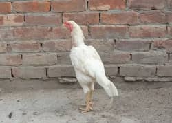 Aseel Cross Paper White Rooster