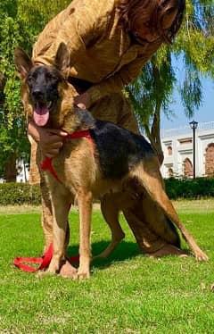 German shepherd double coat full security guard female for sale