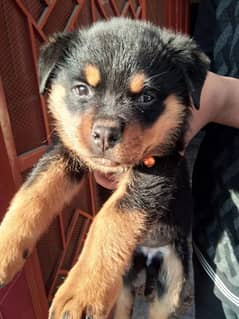 Rottweiler puppy available for sale!