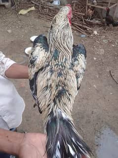 the best breeder male and good weight and good hight. 03413803548 call