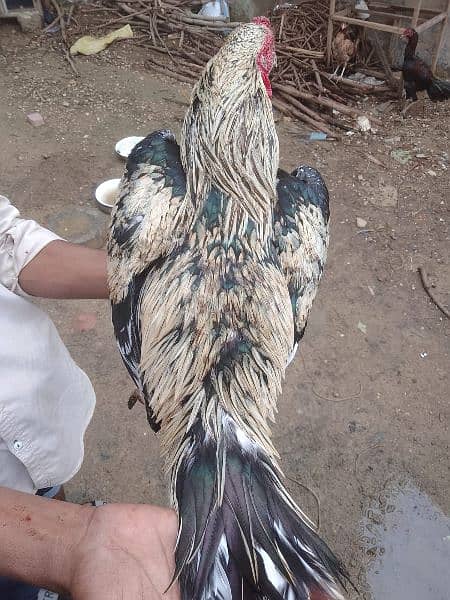 the best breeder male and good weight and good hight. 03413803548 call 0