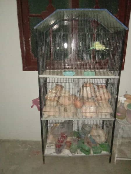 love birds , lotino & cages 3