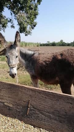 2 donkey for sale#2024