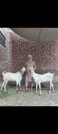 Bakra Bakri (jori) goats