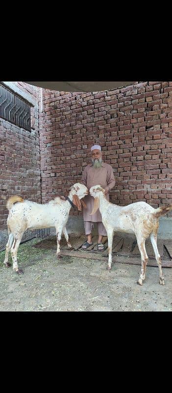 Bakra Bakri (jori) goats 1