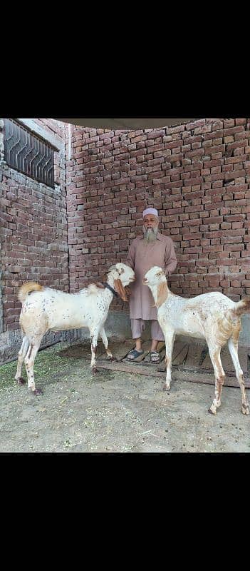 Bakra Bakri (jori) goats 2