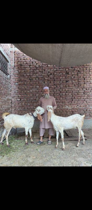 Bakra Bakri (jori) goats 3