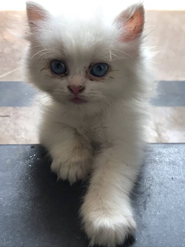 pure persian gift quality pure kittens healthy punch face cash on dlvr 6