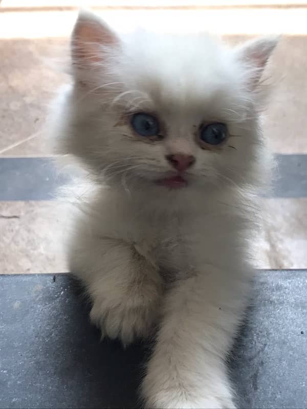 pure persian gift quality pure kittens healthy punch face cash on dlvr 7