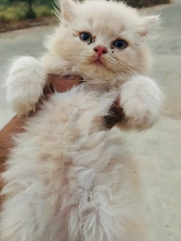 pure persian gift quality pure kittens healthy punch face cash on dlvr 10