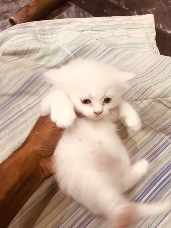 pure persian gift quality pure kittens healthy punch face cash on dlvr 18