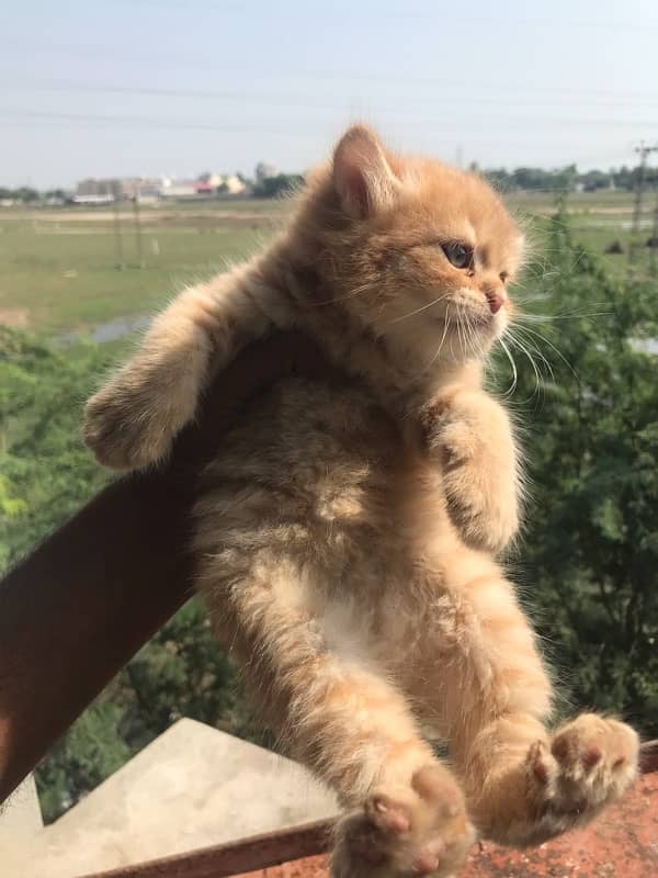 pure persian gift quality pure kittens healthy punch face cash on dlvr 19