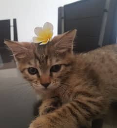 Female Persian Kitten