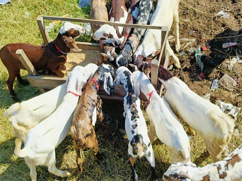 mashallah 2025 ki qurbani k liyay bakry available hain 0