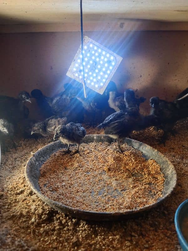 ayam cemani grey toung chick day old to 30 days 2